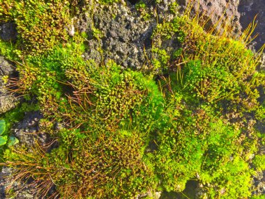 Yeşil yosun doğal dokusuna