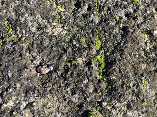 Textura natural de piso de asfalto com musgo — Fotografia de Stock