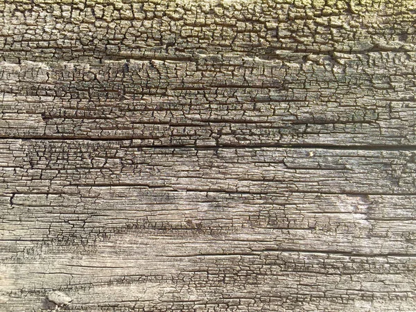 Естественная текстура древнего дерева — стоковое фото
