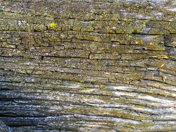 Естественная текстура древнего дерева — стоковое фото