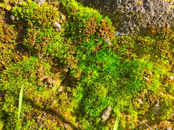 Naturliga textur av grön mossa — Stockfoto