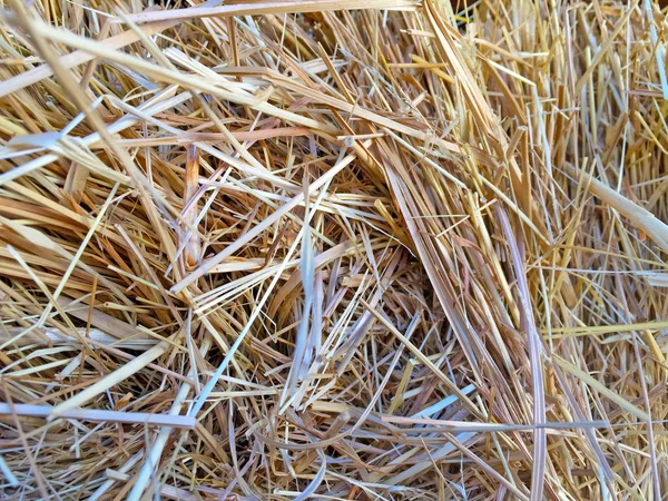 Texture naturale di paglia di grano — Foto Stock
