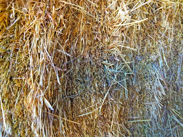 Textura natural da palha de trigo — Fotografia de Stock
