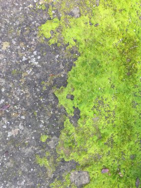 Moss ile zemin doğal dokusuna