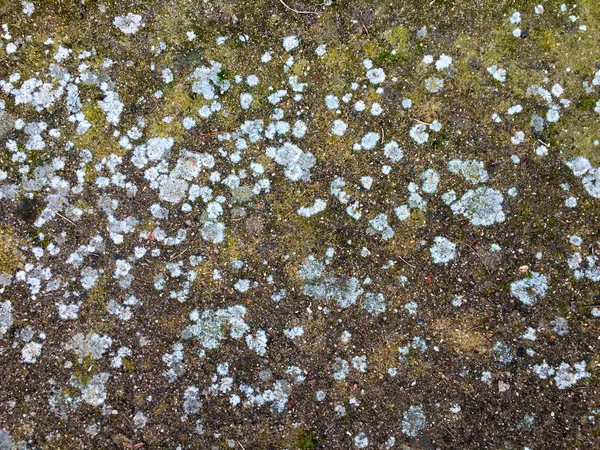 Текстура почвы с мхом и лишайником — стоковое фото
