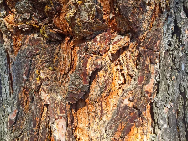 Naturliga textur av Barken på ett träd — Stockfoto