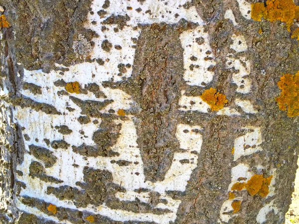 Естественная текстура тополя — стоковое фото