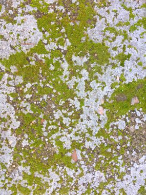 Natural texture of moss on the soil clipart