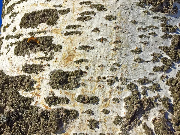 Bir kavak kabuğu doğal dokusuna — Stok fotoğraf