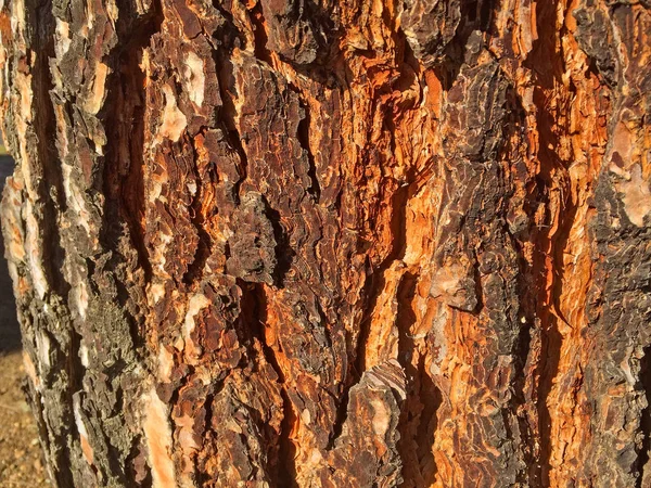 Textura natural de latido de um pinheiro — Fotografia de Stock