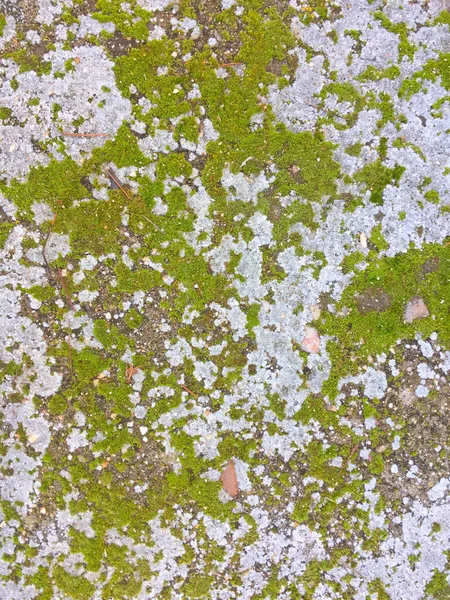 Natuurlijke textuur van mos op de bodem — Stockfoto