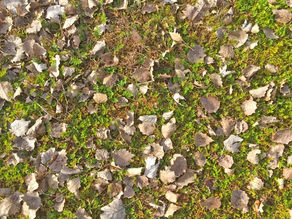 A száraz levelek a talaj természetes textúra — Stock Fotó