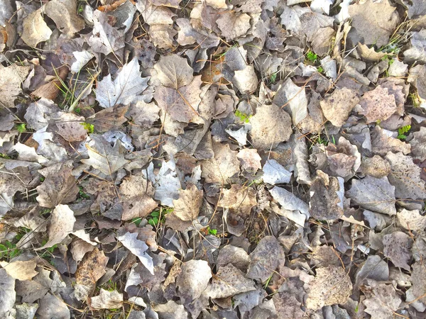 Natürliche Textur trockener Blätter auf dem Boden — Stockfoto