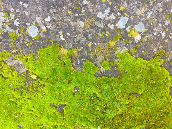 Natural texture of soil with lichen and moss — Stock Photo, Image