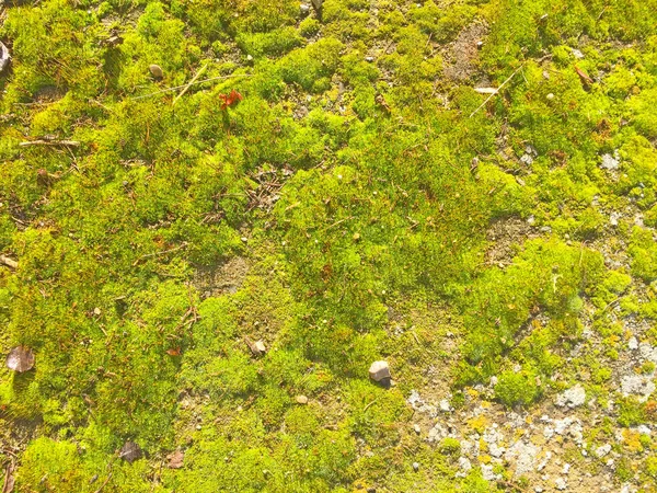 Textura natural del musgo en el suelo — Foto de Stock