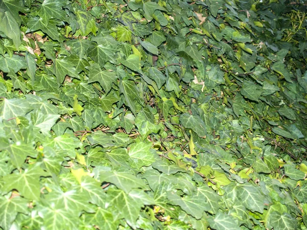 Přírodní textura ivy — Stock fotografie