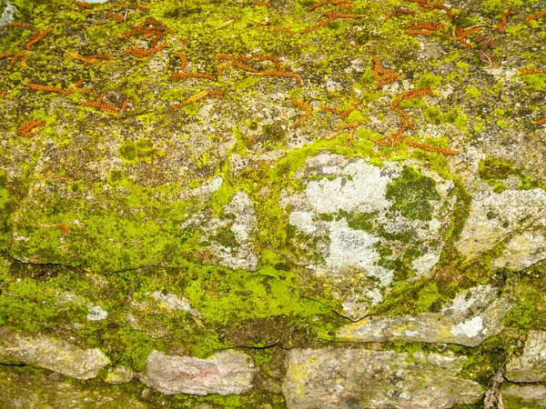 Přírodní strukturu mechu na kamenné zdi — Stock fotografie