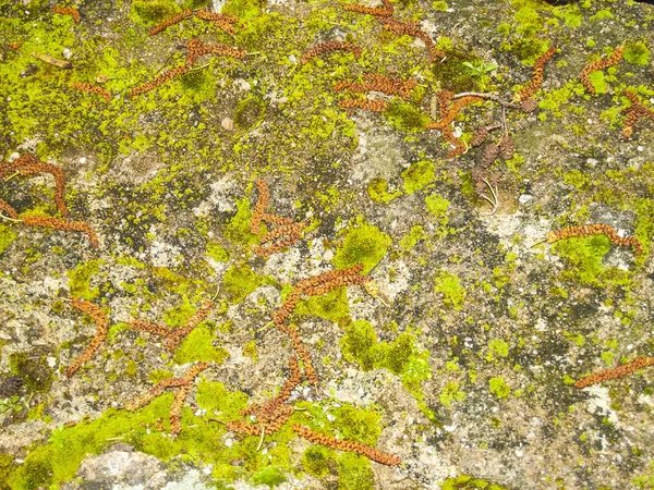 Natuurlijke textuur van mos op een stenen muur — Stockfoto