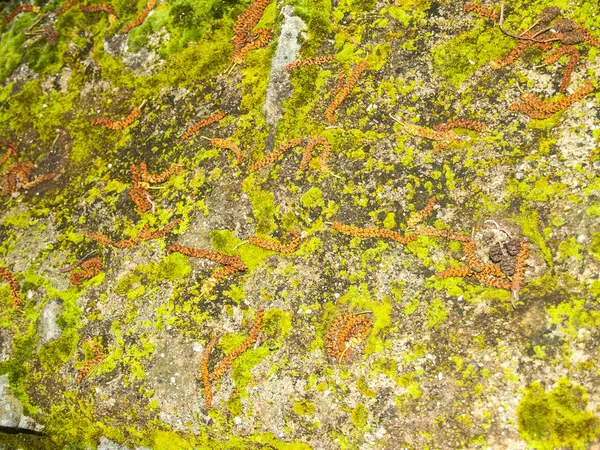 Натуральна текстура моху на кам'яній стіні — стокове фото