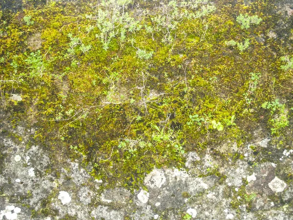 Естественная текстура мха на каменной стене — стоковое фото