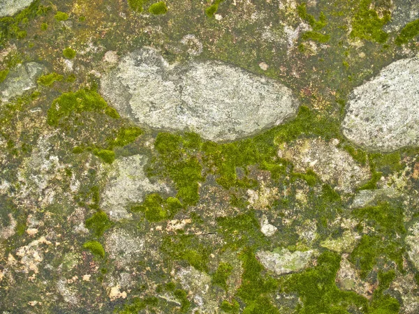 Textura natural de musgo em uma parede de pedra — Fotografia de Stock
