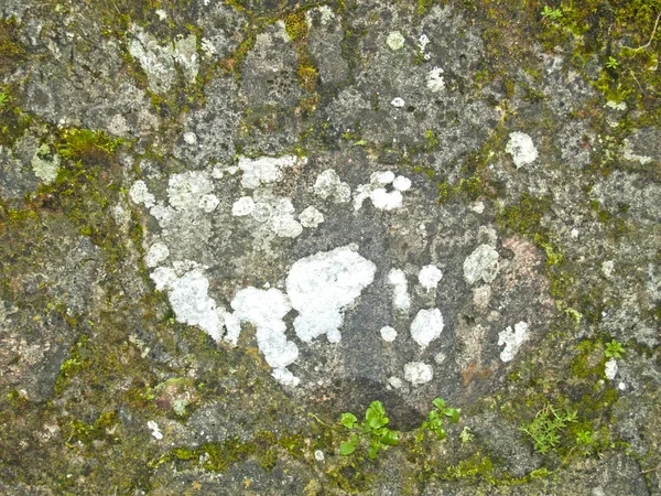 Yosun taştan bir duvar üzerinde doğal doku — Stok fotoğraf