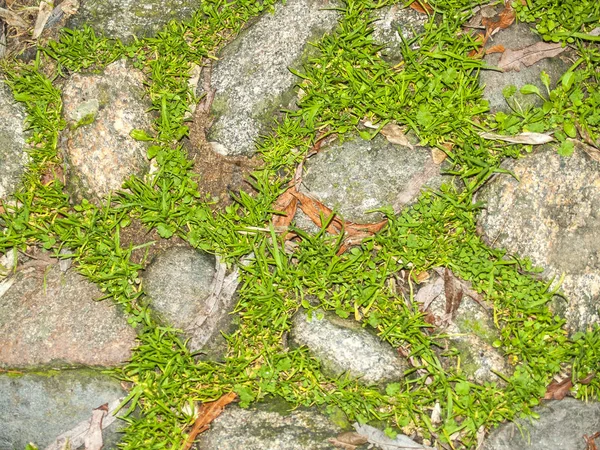 Textura de un pavimento con musgo —  Fotos de Stock