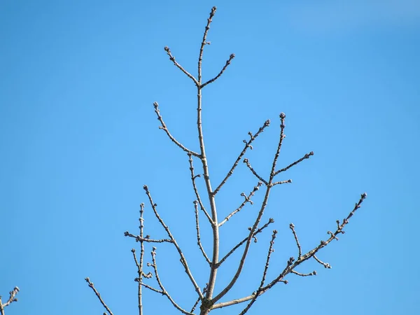 Silhueta de uma árvore sem folhas em tempo de inverno — Fotografia de Stock