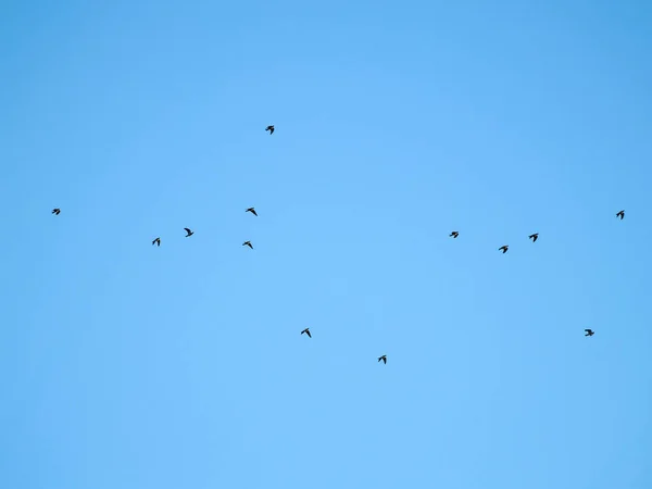 Bandada de palomas volando en el cielo — Foto de Stock