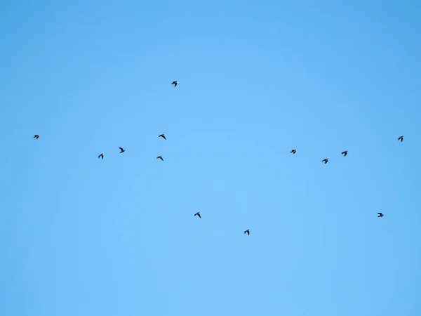 Rebanho de pombos voando no céu — Fotografia de Stock