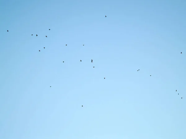 Turma de porumbei care zboară pe cer — Fotografie, imagine de stoc