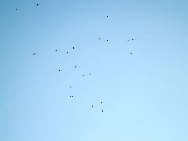 Bandada de palomas volando en el cielo — Foto de Stock