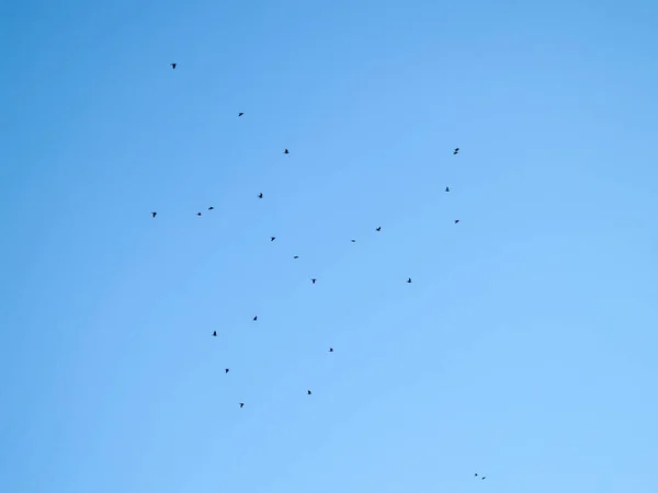 Rebanho de pombos voando no céu — Fotografia de Stock