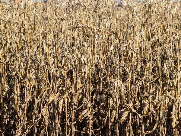 Natürliche Beschaffenheit des Maisfeldes — Stockfoto