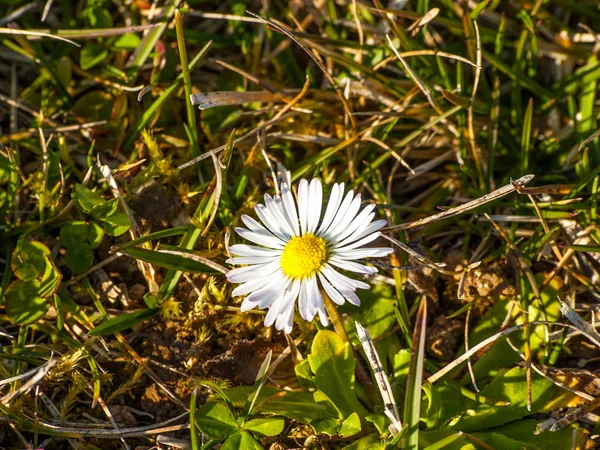 Daisy flower on a park on sprigtime — Stock Photo, Image