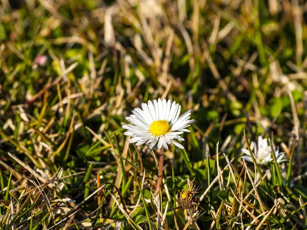 Daisy flower on a park on sprigtime — Stock Photo, Image