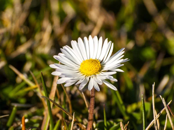 Daisy flower on a park on sprigtime — Stock Photo, Image