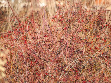 Doğal doku veya kış üzerinde yabani gül