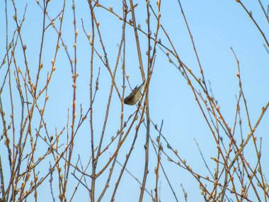 Phylloscopus trochilus - ağaç üzerinde kış tıraşlama kuş