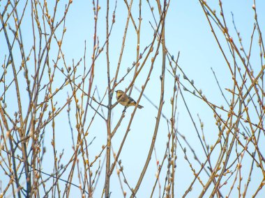 Phylloscopus trochilus - ağaç üzerinde kış tıraşlama kuş