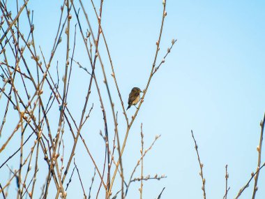 Phylloscopus trochilus - ağaç üzerinde kış tıraşlama kuş