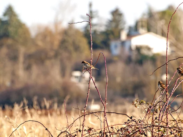 Natural texture or wild rose on wintertime