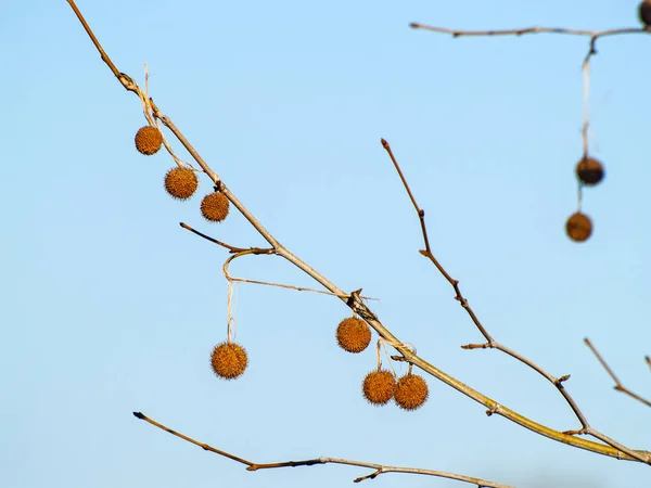 Acer pseudoplatanus - Sycamore op wintertijd — Stockfoto