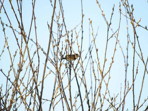 Phylloscopus trochilus - Птица сидит на дереве зимой — стоковое фото