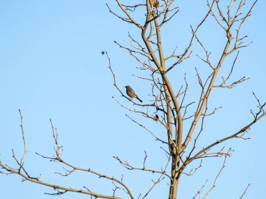 Phoenicurus ochruros - ağaç üzerinde kış tıraşlama kuş