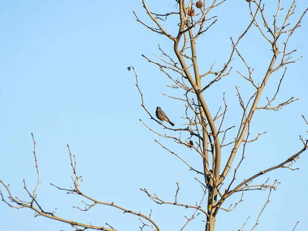 Phoenicurus ochruros - Vogel, der im Winter auf einem Baum hockt — Stockfoto