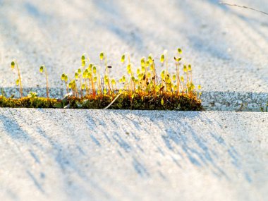 Makro fotoğrafçılık kaldırıma yeşil yosun