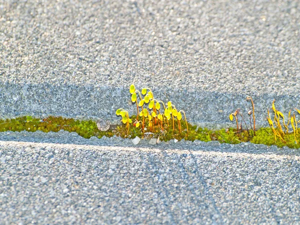 Macro photography of green moss on the pavement — Stock Photo, Image