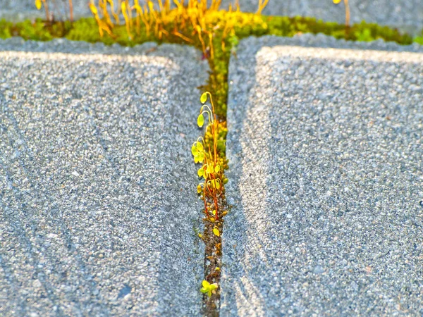 歩道に緑の苔のマクロ撮影 — ストック写真