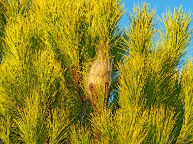 Thaumetopoea pityocampa, çam ağacı keseböceği caterpillar yuvasına